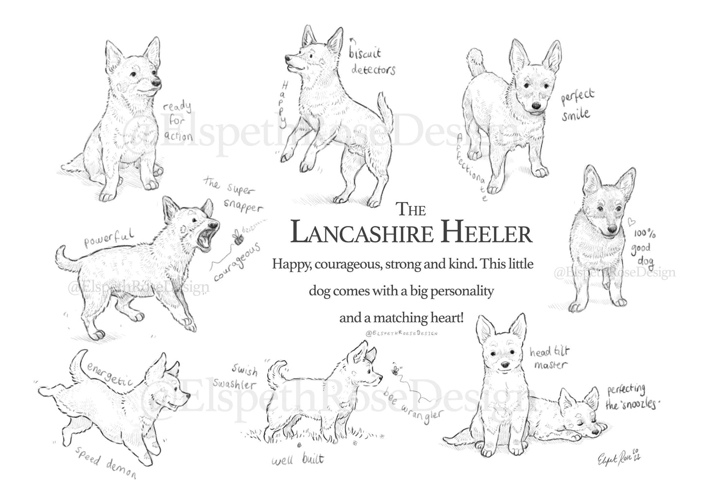 The Lancashire Heeler Info Print